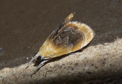 Glaphyria fulminalis