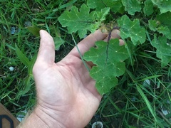 Solanum campechiense