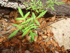 Tagetes lemmonii