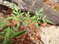 Tagetes lemmonii