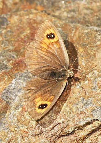 spanish-brassy-ringlet-erebia-hispania-inaturalist-united-kingdom