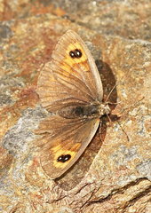 Erebia hispania