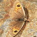 Erebia hispania - Photo (c) portioid, algunos derechos reservados (CC BY-SA), subido por portioid