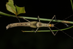 Trachythorax illaesa