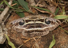 Spirama helicina