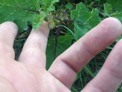 Solanum campechiense