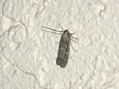 Cactobrosis fernaldialis