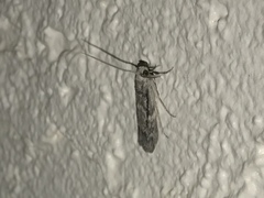 Cactobrosis fernaldialis