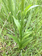Platanthera dilatata albiflora