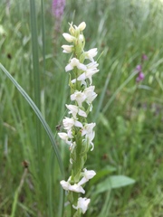 Platanthera dilatata albiflora