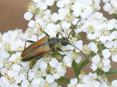 Lepturobosca nigrolineata