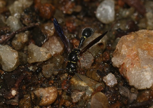 Ectopioglossa keiseri · iNaturalist