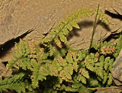 Asplenium billotii