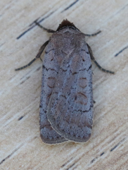 Protolampra rufipectus