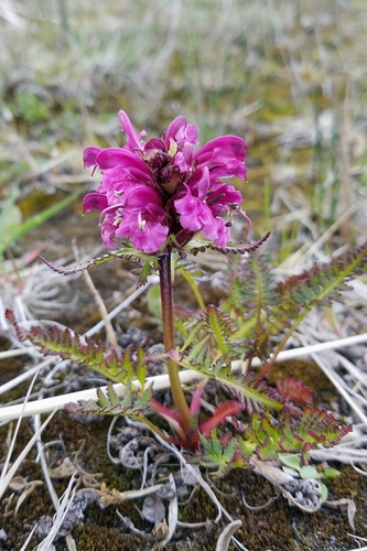 Pedicularis sudetica ssp. pacifica