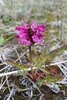 Pedicularis sudetica pacifica - Photo (c) Phil Chaon, some rights reserved (CC BY-NC), uploaded by Phil Chaon