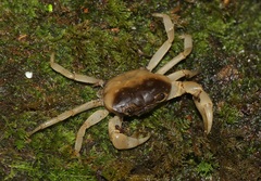 Ceylonthelphusa durrelli