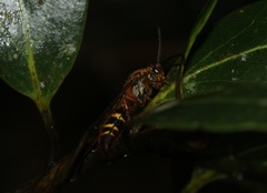 Megacampsomeris ceylonica