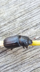 Sinodendron cylindricum