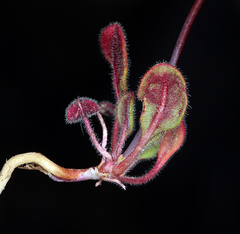 Eriogonum esmeraldense esmeraldense