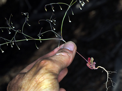 Eriogonum esmeraldense esmeraldense