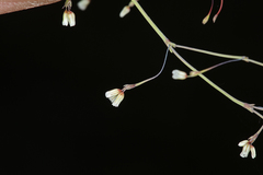 Eriogonum esmeraldense esmeraldense