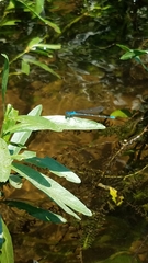 Enallagma exsulans