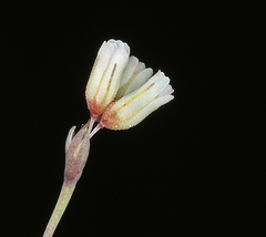 Eriogonum esmeraldense esmeraldense