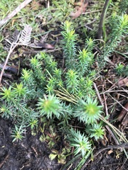 Acrotriche serrulata