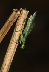 Micromantis glauca