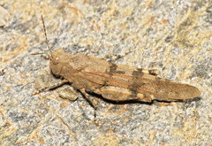 Sphingonotus
