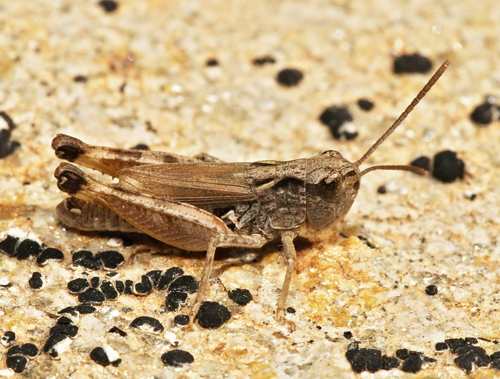 Iberian Grasshopper