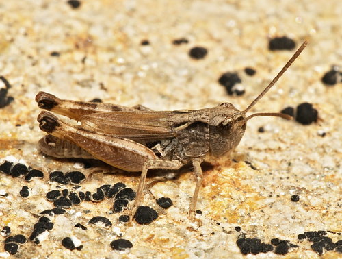Iberian Grasshopper