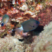 Chocolate-dip Chromis - Photo (c) David R, some rights reserved (CC BY-NC), uploaded by David R