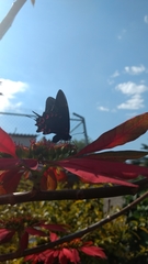 Mimoides thymbraeus aconophos