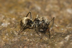 Polyrhachis illaudata