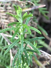 Cassinia arcuata