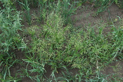 Panicum miliaceum ruderale