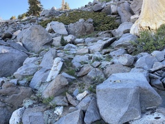 Eriogonum wrightii olanchense