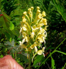 Platanthera × bicolor