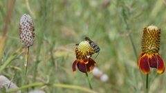 Synocoelioxys
