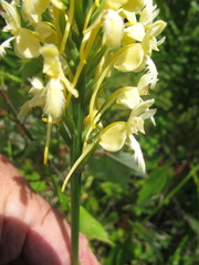 Platanthera × bicolor