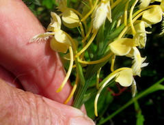 Platanthera × bicolor