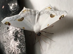Sericoptera mahometaria