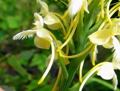 Platanthera × bicolor