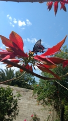 Mimoides thymbraeus aconophos