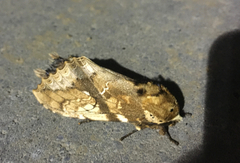 Dudusa synopla