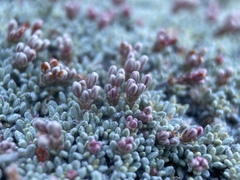 Eriogonum wrightii olanchense