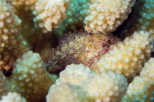 Fowler's scorpionfish (Sebastapistes fowleri) — Scorpaenidae — 4