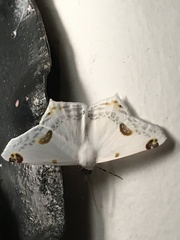 Sericoptera mahometaria